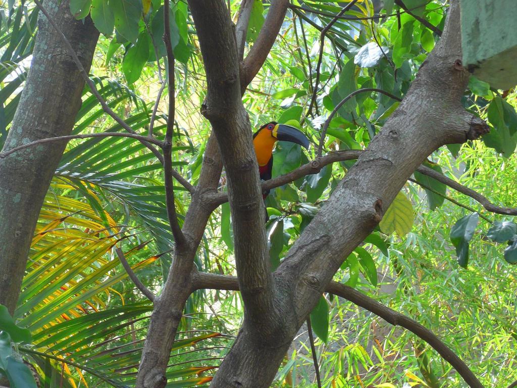 Rio Nature Hostel Rio de Janeiro Room photo